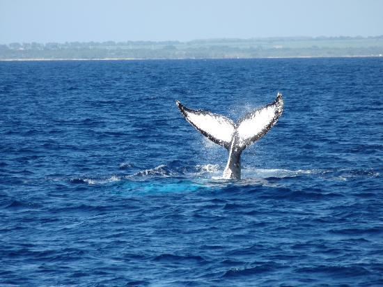 Humpback whale.jpg