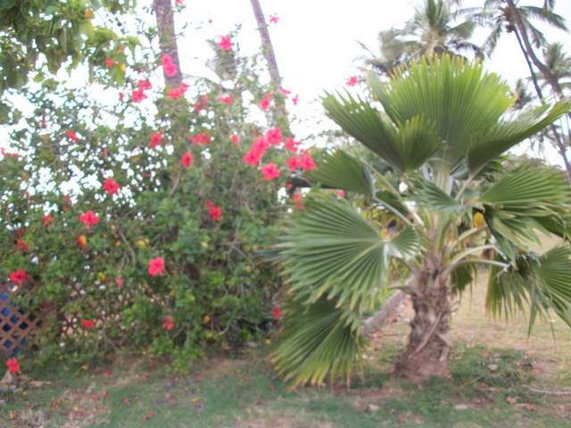 Krzewy hibiskusa w parku na plazy-1.jpg