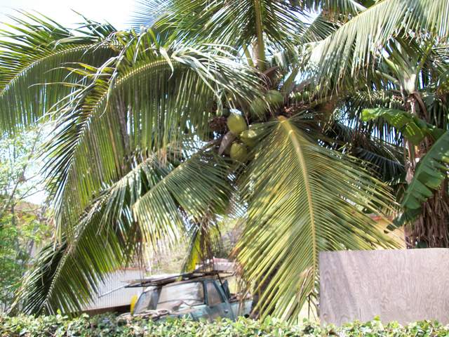 Palma kokosowa za plotem sasiada