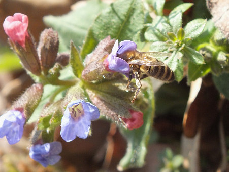w łęgu 2014 03 09 - 12 pszczółka i pierwiosnek.jpg