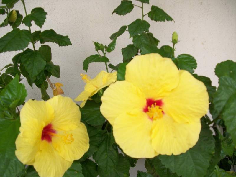 Zolte hibiscus'y-1.jpg