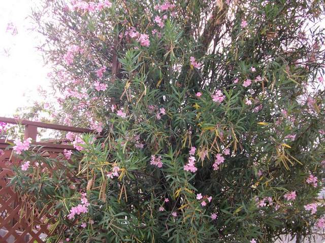 Oleander-1.jpg