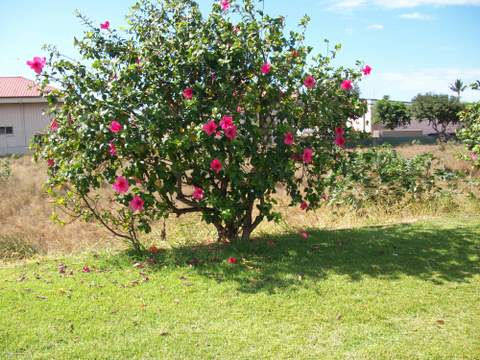 Krzew rozowego hibiscus'a