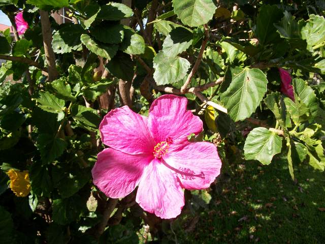 Kwiat rozowego hibiscus'a