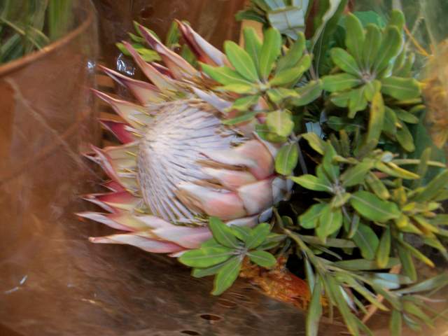 Kwiat protea