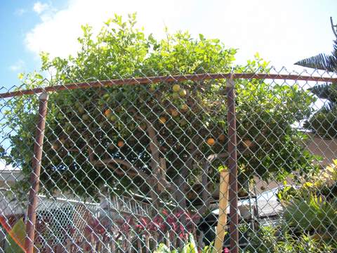 Pomarancze za plotem przy drodze