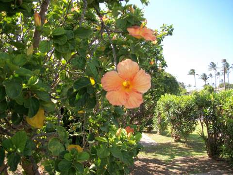 Pomaranczowy hibiscus