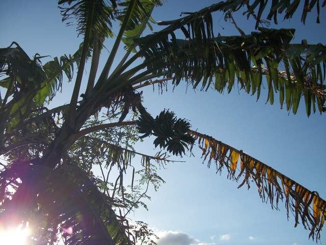 Kwiat odpadl, male banany