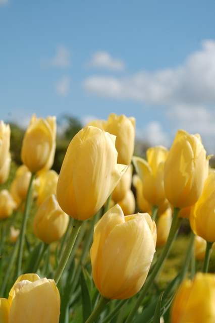 tulipany.JPG
