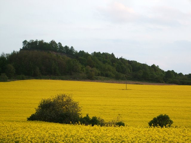 rzepak 034.JPG
