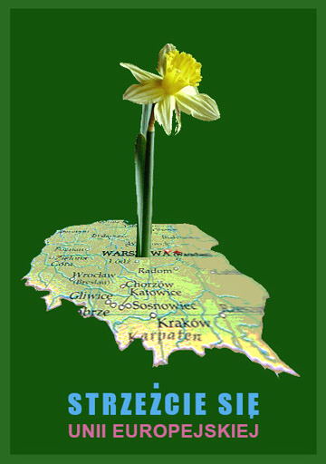polblume1ume.JPG