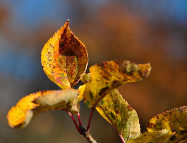 _DSC4686.jpg