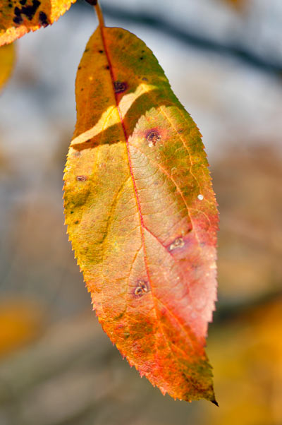 _DSC4760.jpg