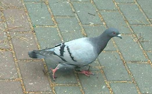 idzie, poleci.jpg