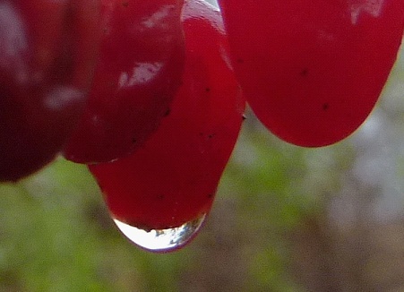 grudzien kropla mgly.jpg