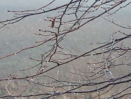 grudzien krople mgly.jpg