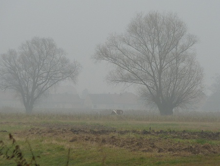 grudzien mgla lyso .jpg