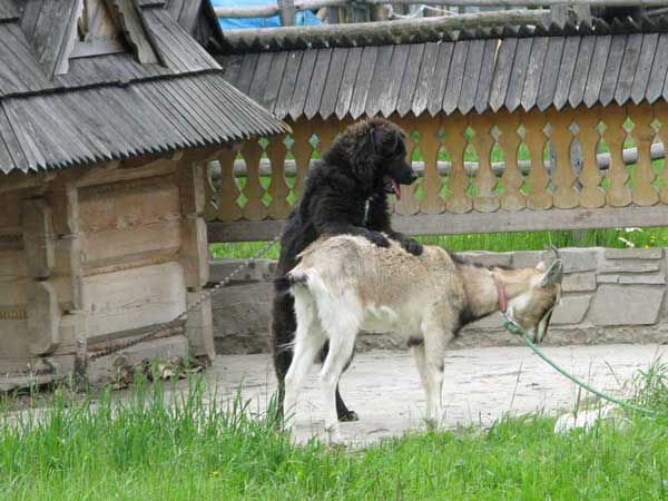 zakopane6.jpg
