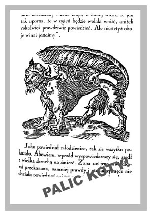 PALIC KOTY1.jpg