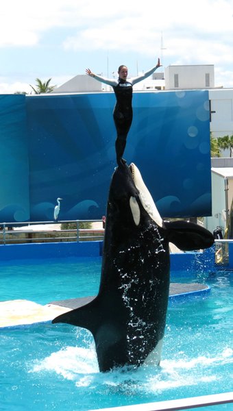 orca.jpg