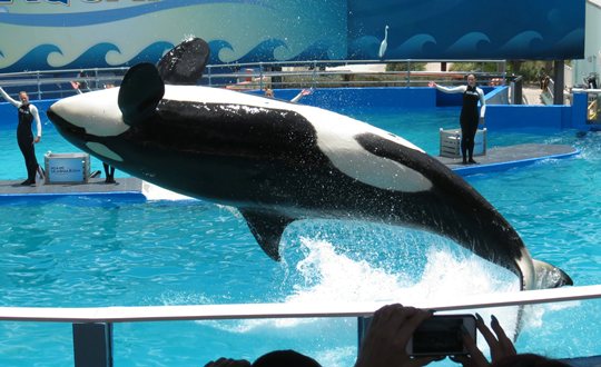 orca1.jpg