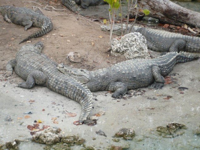 Everglades