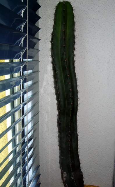 kaktusy 011.JPG
