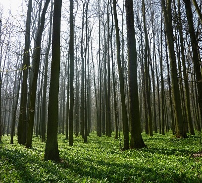 2010,04,08 łęg, czosnek niedźwiedzi.jpg