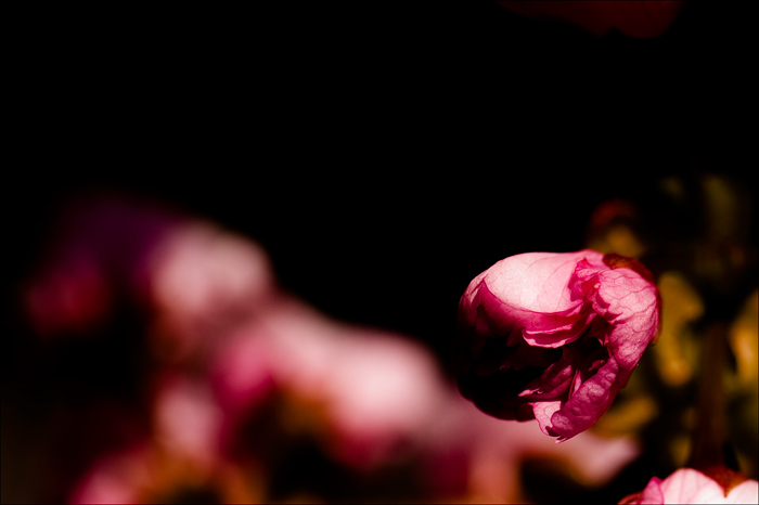 _MG_7560_web.jpg