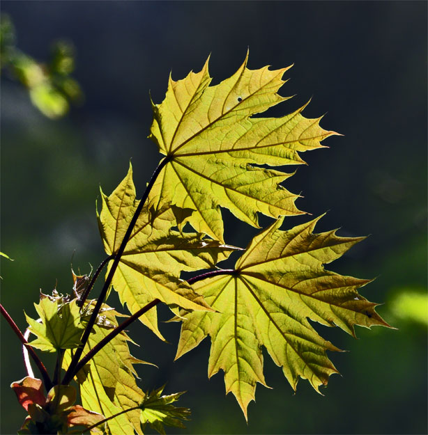 _DSC9445.jpg